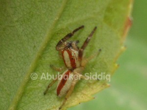 A Spider (jumping) on the leaf of a rose plant