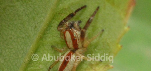 A Spider (jumping) on the leaf of a rose plant