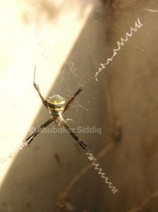 Spider in Gutter
