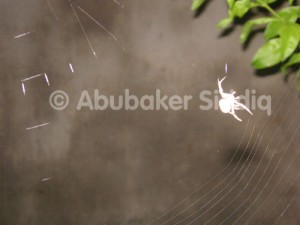 A Spider making web at night - at the Spiders Garden