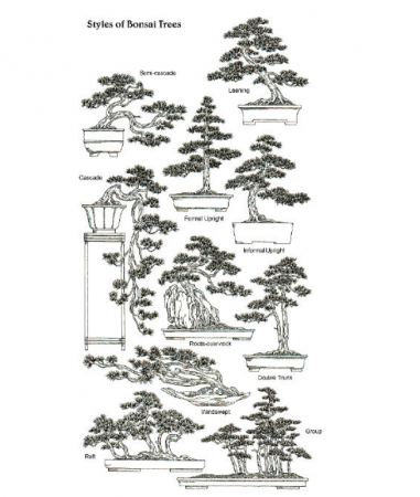 Styles-of-Bonsai