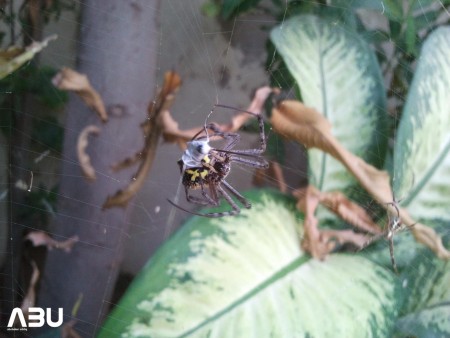spider-and-bee